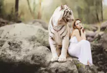 Die Evolution der Katzen: Von Wildkatzen zu unseren geliebten Haustieren. Die Evolution der Katzen: Von Wildkatzen zu unseren geliebten Haustieren.