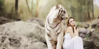 Die Evolution der Katzen: Von Wildkatzen zu unseren geliebten Haustieren.