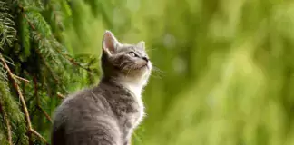Wie man Katzen von Pflanzen fernhält: Sicherheitstipps für drinnen und draußen.