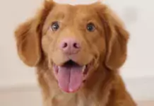 Hund und Katze: Wie man eine harmonische Beziehung zwischen den Tieren schafft. Hund und Katze: Wie man eine harmonische Beziehung zwischen den Tieren schafft.