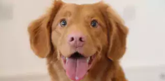 Hund und Katze: Wie man eine harmonische Beziehung zwischen den Tieren schafft.