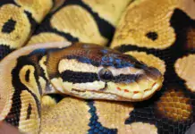 Terraristik und ihre Verbindung zur Geologie Terraristik und ihre Verbindung zur Geologie