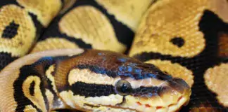 Terraristik und ihre Verbindung zur Geologie