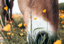 Pferde in der Therapie: Wie sie Menschen mit besonderen Bedürfnissen unterstützen Pferde in der Therapie: Wie sie Menschen mit besonderen Bedürfnissen unterstützen