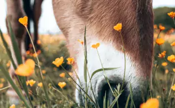 Pferde in der Therapie: Wie sie Menschen mit besonderen Bedürfnissen unterstützen Pferde in der Therapie: Wie sie Menschen mit besonderen Bedürfnissen unterstützen