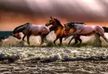 Pferde als Therapeuten: Die emotionale Verbindung zwischen Mensch und Tier Pferde als Therapeuten: Die emotionale Verbindung zwischen Mensch und Tier