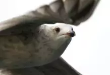 Wie Vögel den Winter überleben: Strategien zur Nahrungsbeschaffung. Wie Vögel den Winter überleben: Strategien zur Nahrungsbeschaffung.