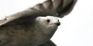 Wie Vögel den Winter überleben: Strategien zur Nahrungsbeschaffung.