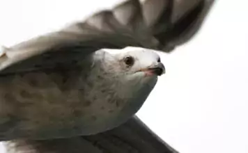 Wie Vögel den Winter überleben: Strategien zur Nahrungsbeschaffung. Wie Vögel den Winter überleben: Strategien zur Nahrungsbeschaffung.