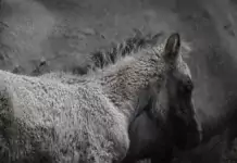 Die besten Tipps für das Training eines Jungpferdes Die besten Tipps für das Training eines Jungpferdes