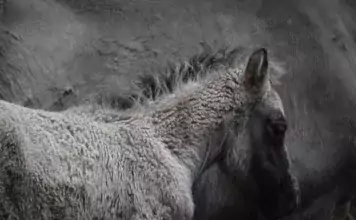 Die besten Tipps für das Training eines Jungpferdes Die besten Tipps für das Training eines Jungpferdes