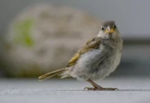 Vögel und ihre erstaunlichen Balzrituale. Vögel und ihre erstaunlichen Balzrituale.