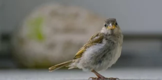 Vögel und ihre erstaunlichen Balzrituale.
