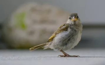 Vögel und ihre erstaunlichen Balzrituale. Vögel und ihre erstaunlichen Balzrituale.