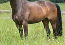 Pferde und ihre Verbindung zu bedeutenden wissenschaftlichen Entdeckungen und Erfindungen Pferde und ihre Verbindung zu bedeutenden wissenschaftlichen Entdeckungen und Erfindungen