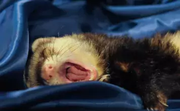 Frettchen als tierische Models: Wie sie die Mode- und Werbebranche erobern Frettchen als tierische Models: Wie sie die Mode- und Werbebranche erobern