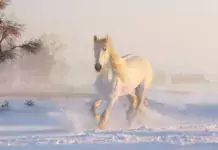 Die Entwicklung der Pferderassen und ihre ursprünglichen Verwendungszwecke Die Entwicklung der Pferderassen und ihre ursprünglichen Verwendungszwecke