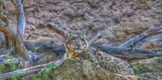 Wilde Tiere und ihre Anpassung an Lebensräume in den Mangrovenwäldern