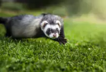 Die Bedeutung von Nagesteinen und Mineralsteinen für Frettchen