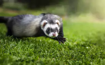 Die Bedeutung von Nagesteinen und Mineralsteinen für Frettchen