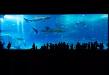 Die Rolle von Filtrationsmedien und Chemikalien im Meerwasseraquarium