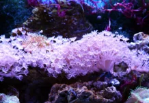 Die besten Techniken zur Kontrolle von Kieselalgen im Riffaquarium