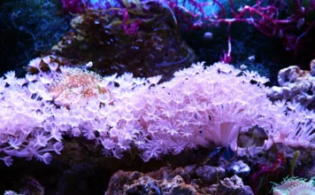 Die besten Techniken zur Kontrolle von Kieselalgen im Riffaquarium