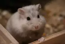 Tierfreundliche Ferien: Wie du sicher mit deinem Kleintier reisen kannst