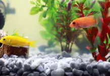 Aquarienfische aus Europa: Eine überraschende Auswahl