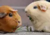 Meerschweinchen und ihre Kommunikation: Wie sie miteinander sprechen