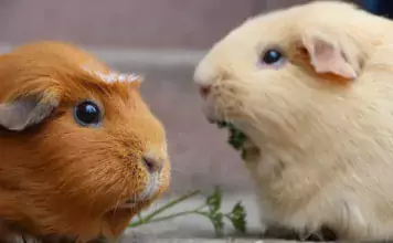 Meerschweinchen und ihre Kommunikation: Wie sie miteinander sprechen