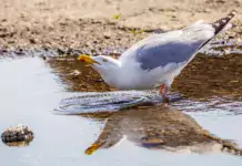 Die erstaunliche Anpassung von Eissturmvögeln an das Leben auf den Ozeanen.