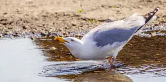 Möwe an einem felsigen Ufer