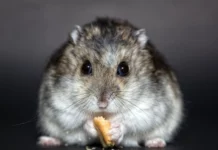 Hamster und Kälte: Wie du deinen Hamster vor winterlichen Temperaturen schützt