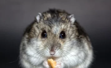 Hamster und Kälte: Wie du deinen Hamster vor winterlichen Temperaturen schützt