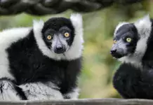 Die zauberhafte Welt der Indris: Ein Blick in die geheimnisvolle Primatenwelt