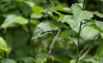 Pflege und Haltung von Phasmiden (Stabschrecken)