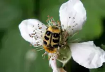 Terraristik und ihre Verbindung zur Entomologie (Insektenkunde)