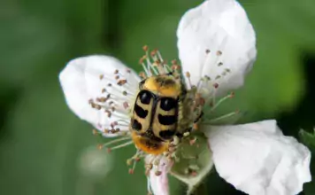Terraristik und ihre Verbindung zur Entomologie (Insektenkunde)