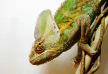 Die besten Terrarientiere für Menschen mit Haustierallergien