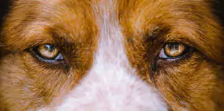 Die häufigsten Hundekrankheiten und wie man sie erkennt.