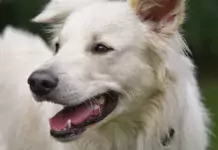 Wie man seinen Hund dazu bringt, sich gerne bürsten zu lassen. Wie man seinen Hund dazu bringt, sich gerne bürsten zu lassen.