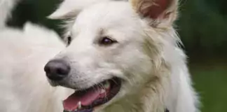 Wie man seinen Hund dazu bringt, sich gerne bürsten zu lassen.