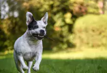 Wie man seinen Hund darauf vorbereitet, bei Tierarztbesuchen ruhig zu bleiben. Wie man seinen Hund darauf vorbereitet, bei Tierarztbesuchen ruhig zu bleiben.