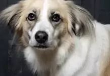 Wie man Hunde dazu ermutigt, bei Besuchern und Gästen ruhig zu bleiben. Wie man Hunde dazu ermutigt, bei Besuchern und Gästen ruhig zu bleiben.