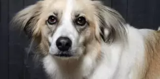 Wie man Hunde dazu ermutigt, bei Besuchern und Gästen ruhig zu bleiben.