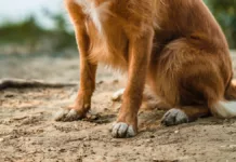 Wie man Hunde auf Begegnungen mit anderen Tieren in der freien Natur vorbereitet. Wie man Hunde auf Begegnungen mit anderen Tieren in der freien Natur vorbereitet.
