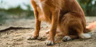 Wie man Hunde auf Begegnungen mit anderen Tieren in der freien Natur vorbereitet.