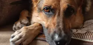 Die Bedeutung von Hunden in der Arbeit mit traumatisierten Menschen.