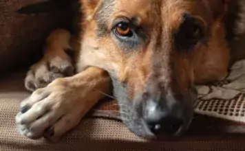 Die Bedeutung von Hunden in der Arbeit mit traumatisierten Menschen. Die Bedeutung von Hunden in der Arbeit mit traumatisierten Menschen.
